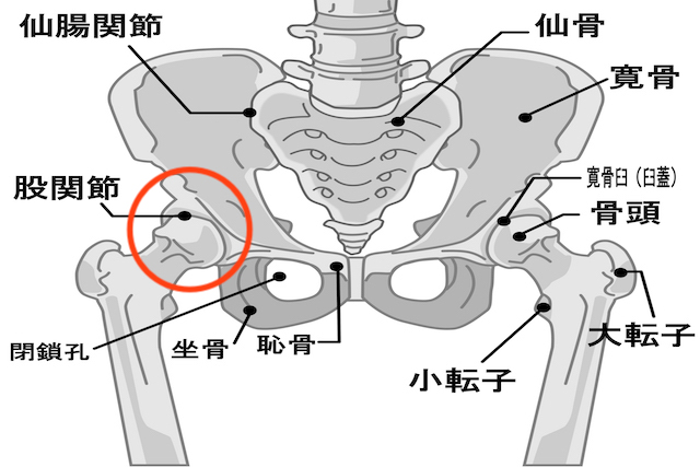 妊娠 後期 股関節 の 痛み